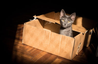 Downsizing With Your Pet?