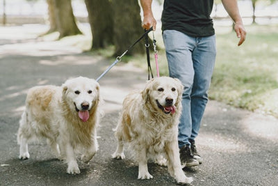 Master Multi-State Living: 5 Recommendations for Pet Owners