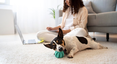 Enhancing Your Dog's Life: Wellness and Enrichment Strategies